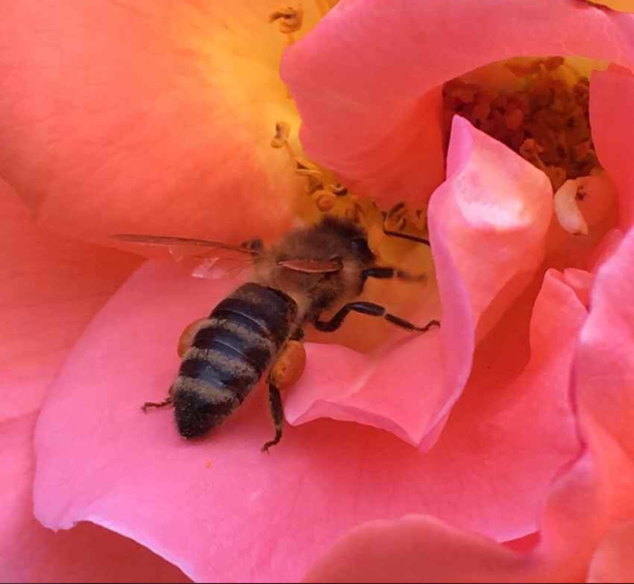 Biene an Blume